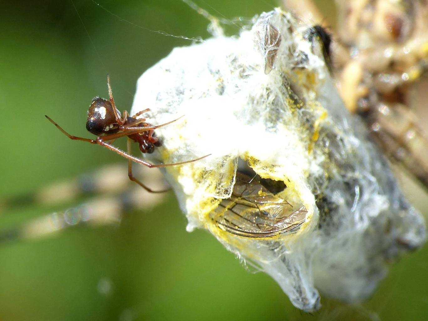 Argiope bruennichi con Argyrodes sp. - Punta Aderci (CH)